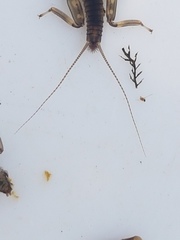 Gripopterygidae