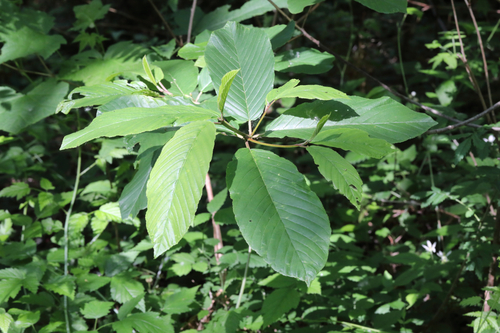 Cascara Sagrada seedling