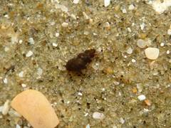 Halopyrgus pagodulus