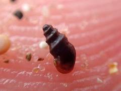 Halopyrgus pagodulus