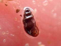 Halopyrgus pagodulus