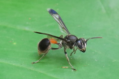 Ropalidia sumatrae