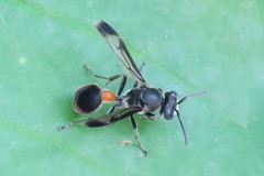 Ropalidia sumatrae