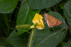 Pelopidas mathias mathias