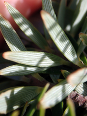 Leptecophylla robusta