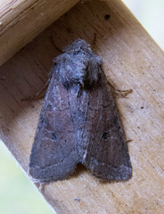 Protorthodes curtica