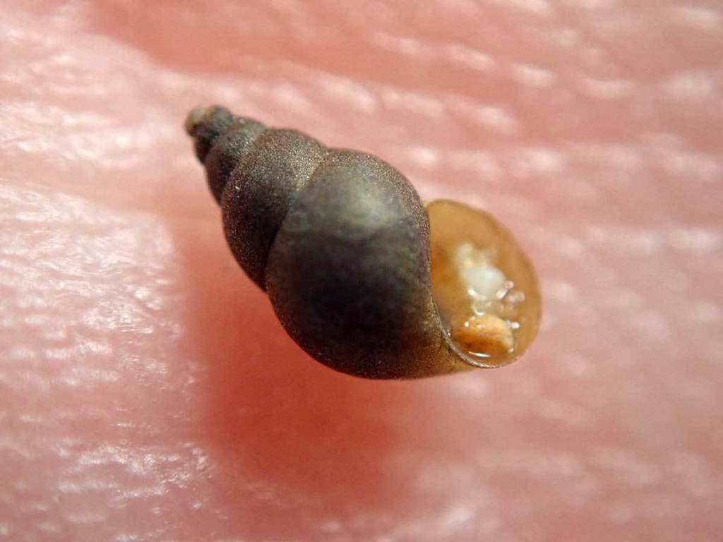 Potamopyrgus estuarinus