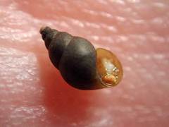 Potamopyrgus estuarinus