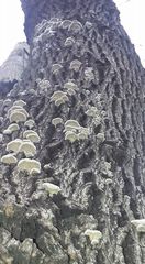 Schizophyllum commune
