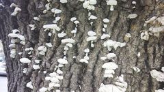 Schizophyllum commune