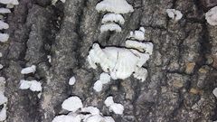 Schizophyllum commune