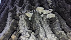 Schizophyllum commune