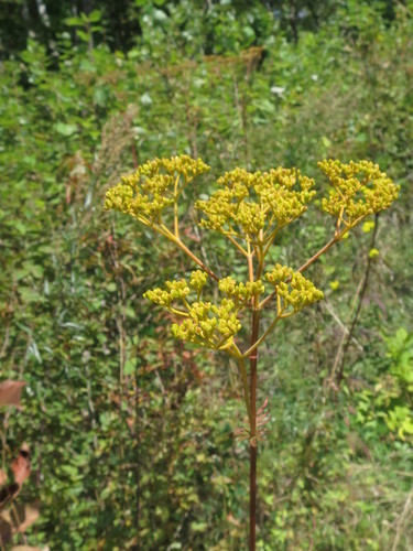 Patrinia scabiosifolia, photograph 3