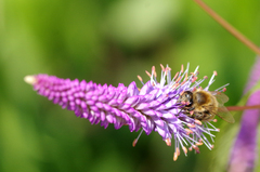 Apis mellifera