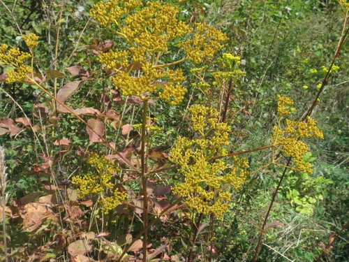 Patrinia scabiosifolia, photograph 4