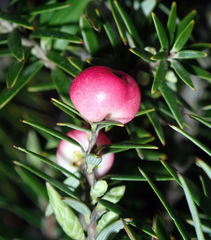 Leptecophylla robusta