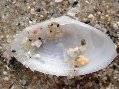 Scalpomactra scalpellum