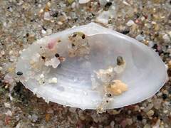 Scalpomactra scalpellum