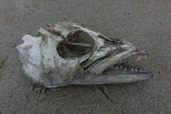 Lepidopus caudatus