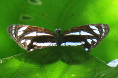 Neptis leucoporos