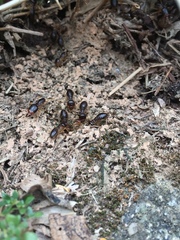 Macrotermes carbonarius