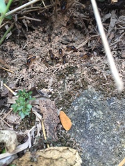 Macrotermes carbonarius