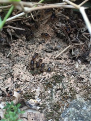 Macrotermes carbonarius