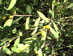 Persoonia lanceolata