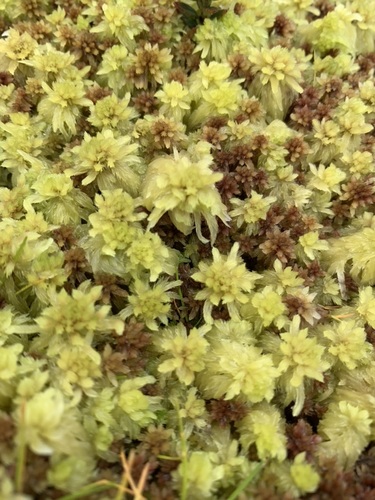 Sphagnum sancto-josephense observed 2020-12-08
