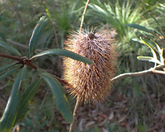 Banksia integrifolia