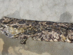 Boiga multomaculata