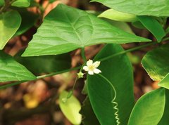 Zehneria japonica