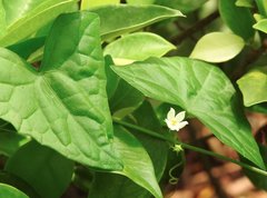 Zehneria japonica