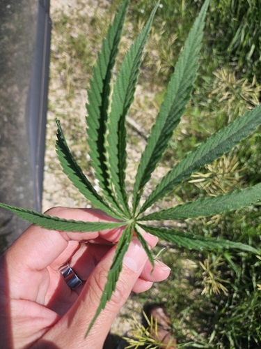 Cannabis