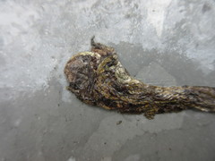 Boiga siamensis