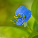 Dayflowers - Photo (c) Anil Kumar Verma, some rights reserved (CC BY-NC), uploaded by Anil Kumar Verma