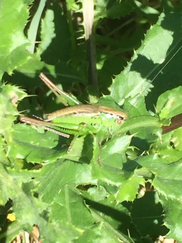 Photo of Roesel's Bush-cricket (Roeseliana roeselii)