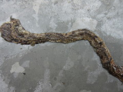 Boiga siamensis