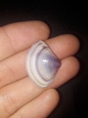 Austromactra contraria