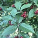 Hollyberry Cotoneaster - Photo (c) René Stalder, some rights reserved (CC BY-NC), uploaded by René Stalder