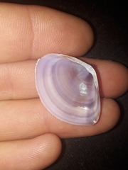 Austromactra contraria