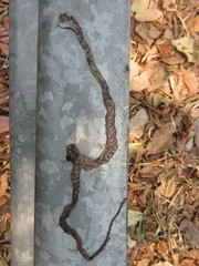 Boiga siamensis