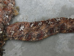 Boiga siamensis