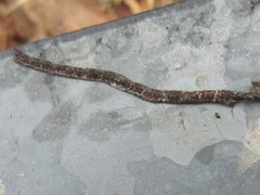 Boiga siamensis