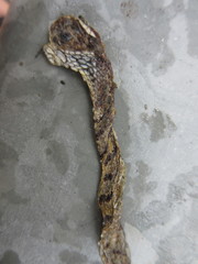 Boiga siamensis