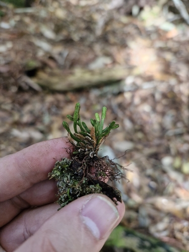 Scleroglossum sulcatum observed 2025-03-11