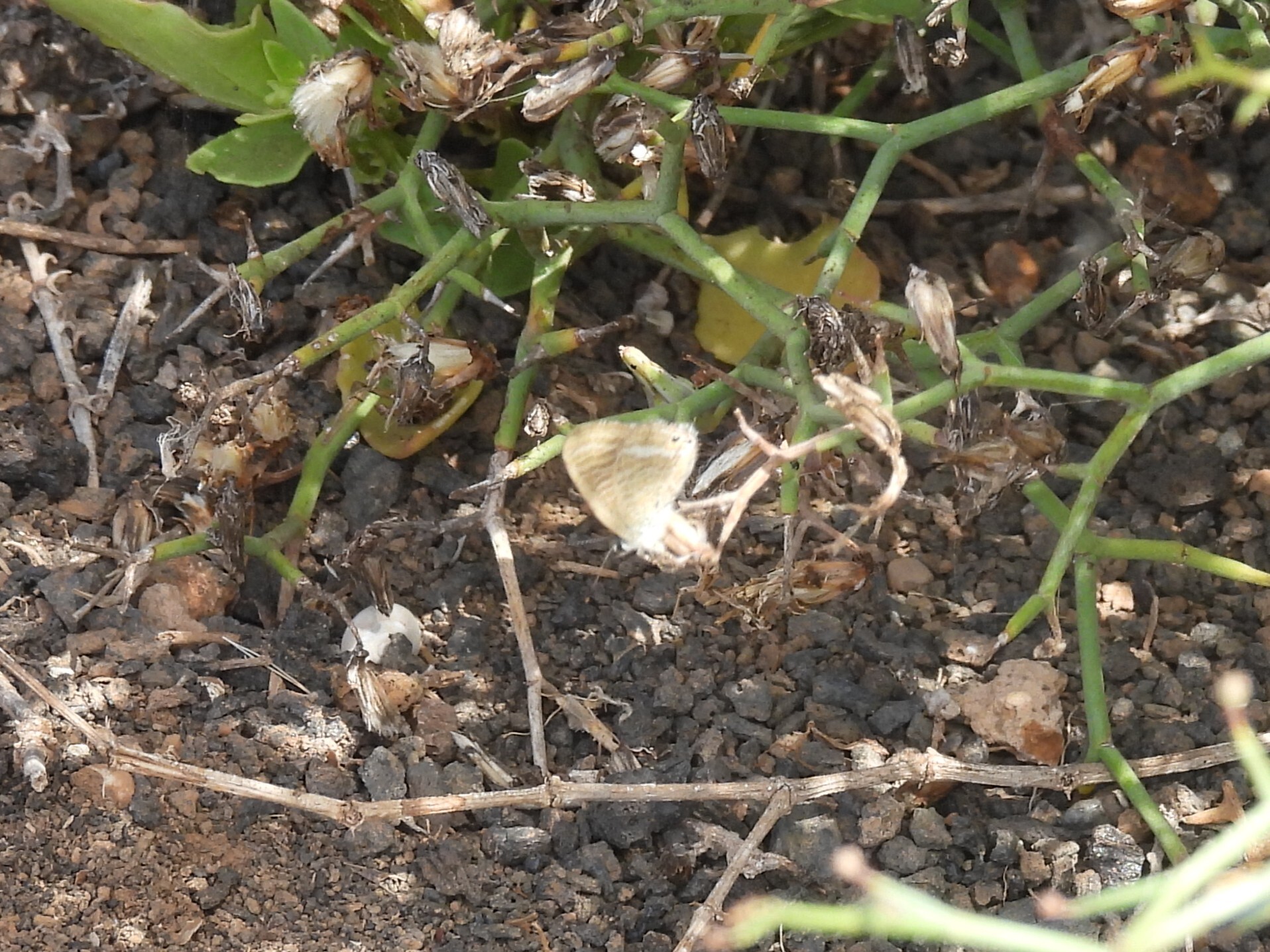 Estriada canela