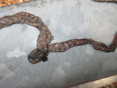 Boiga siamensis