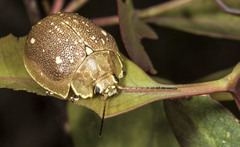 Paropsis lutea