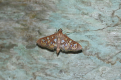 Prenesta fenestrinalis